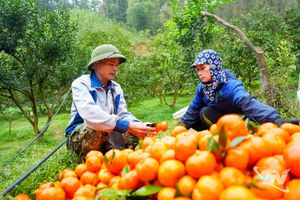 Nông sản sạch trên đất La Hiên