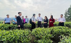 Tăng cường bảo vệ thương hiệu chè Tân Cương