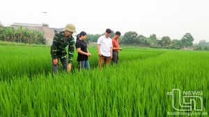 Sâu bệnh hại cây trồng giảm hơn cùng kỳ mọi năm