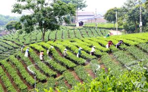 Chuyển đổi số - Động lực bứt phá trong kỷ nguyên số