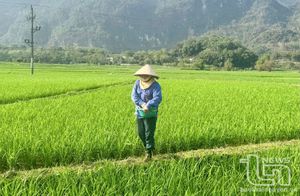Rầy nâu, rầy lưng trắng gây hại lúa cuối vụ xuân
