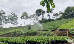 Cây chè mở lối phát triển kinh tế ở Bình Yên