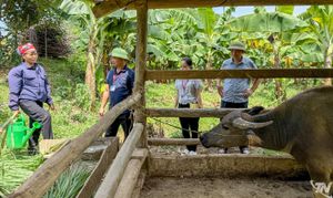 Nuôi trâu vỗ béo, mở hướng thoát nghèo ở Văn Hán