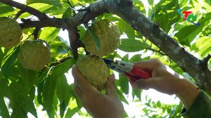 Khát vọng làm giàu từ cây na ở Đồng Mỏ