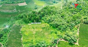Người trẻ kể chuyện bằng hương vị xứ Trà