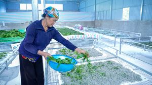 Trồng dâu nuôi tằm - mô hình mới nâng cao thu nhập cho nông dân