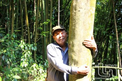 Thái Nguyên: Bảo tồn di sản cây chè cổ ở Minh Tiến