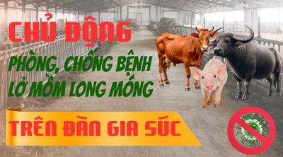 Các biện pháp phòng, chống bệnh lở mồm long móng trên gia súc