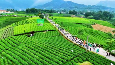 Nông nghiệp hữu cơ và hành trình 'ngược gió'