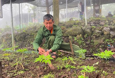 Người Dao Khuổi Mòn bảo vệ loài sâm quý trên đỉnh núi Phja Bjoóc