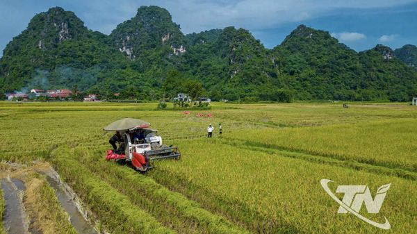 Mùa vàng trên cánh đồng Phương Bá