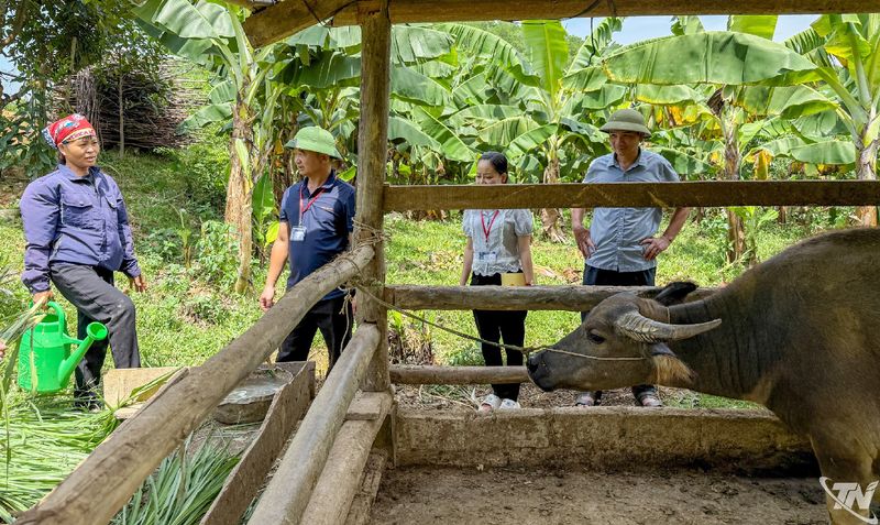 Nuôi trâu vỗ béo, mở hướng thoát nghèo ở Văn Hán