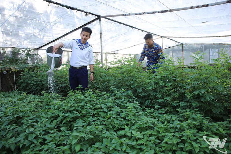 Đảo Sơn Ca - Sức sống giữa trùng khơi