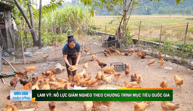 Lam Vỹ nỗ lực giảm nghèo theo chương trình mục tiêu quốc gia